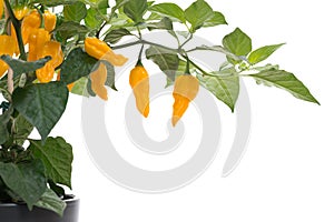 Yellow Fatalii chili on plant isolated on white background