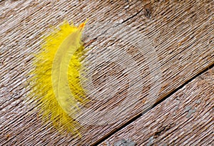 Yellow feather