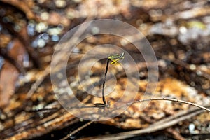 Yellow Featherlegs Copera marginipes