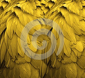 Yellow Feathers photo