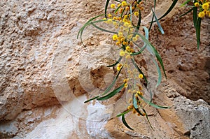 Yellow feathery flowers of a sally wattle