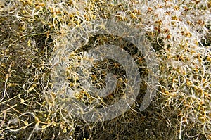 Yellow feathery seeds and sprouts