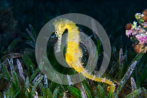 A Yellow Female Common Seahorse (Hippocampus Taeniopterus) on th photo
