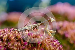 Yellow female praying mantis hunts colorful flower