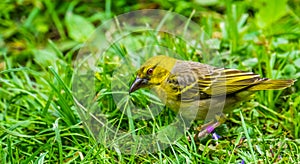 Yellow female weaver bird standing in the grass in closeup, tropical bird specie from Africa