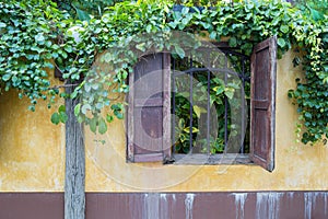 Yellow fence in countryside with overgrown vine