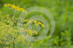 Yellow Fennel Seed on Green Grass | Yellow Flowers Field | Yellow Flowers Garden | Natural Beauty | Beautiful Flowers | Green Fiel