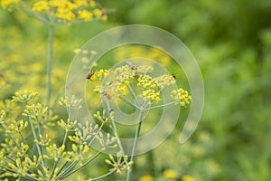 Yellow Fennel Seed on Green Grass | Yellow Flowers Field | Yellow Flowers Garden | Natural Beauty | Beautiful Flowers | Green Fiel