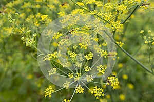 Yellow Fennel Seed on Green Grass | Yellow Flowers Field | Yellow Flowers Garden | Natural Beauty | Beautiful Flowers | Green Fiel