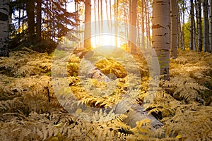 Yellow Ferns on Forest Floor