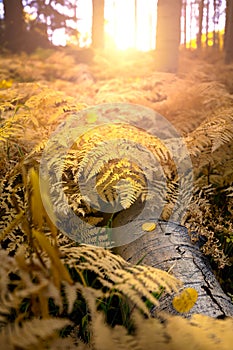 Yellow Ferns on Forest Floor