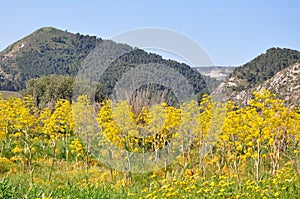 Yellow ferula flower field