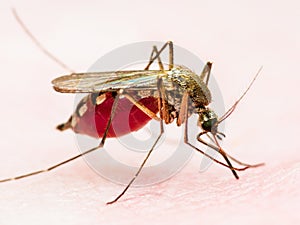 Yellow Fever, Malaria or Zika Virus Infected Mosquito Insect