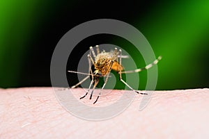 Yellow Fever, Malaria or Zika Virus Infected Mosquito Insect Bite Isolated on Black