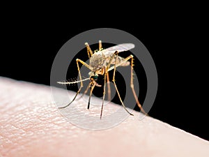 Yellow Fever, Malaria or Zika Virus Infected Mosquito Insect Bite Isolated on Black