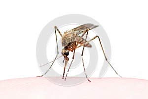 Yellow Fever, Malaria or Zika Virus Infected Mosquito Insect Bite Isolated on White