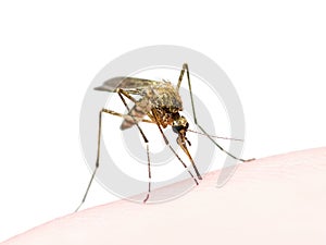 Yellow Fever, Malaria or Zika Virus Infected Mosquito Insect Bite Isolated on White