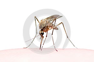 Yellow Fever, Malaria or Zika Virus Infected Mosquito Insect Bite Isolated on White photo