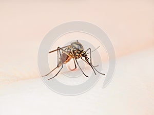 Yellow Fever, Malaria or Zika Virus Infected Mosquito Insect Bite Macro