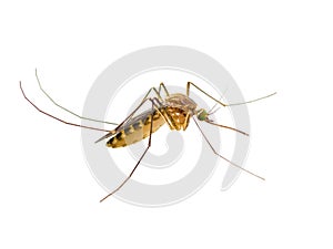 Yellow Fever, Malaria or Zika Virus Infected Mosquito Insect Isolated on White