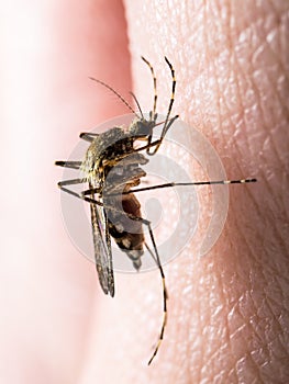 Yellow Fever, Malaria or Zika Virus Infected Mosquito Insect Macro