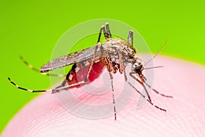 Yellow Fever, Malaria or Zika Virus Infected Mosquito Insect Macro