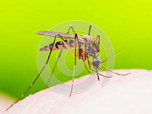 Yellow Fever, Malaria or Zika Virus Infected Mosquito Insect Macro on Green Background