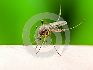 Yellow Fever, Malaria or Zika Virus Infected Mosquito Insect Macro on Green Background