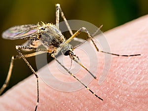 Yellow Fever, Malaria or Zika Virus Infected Mosquito Insect Macro photo