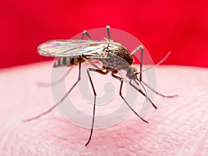 Yellow Fever, Malaria or Zika Virus Infected Mosquito Insect Macro on Red Background photo