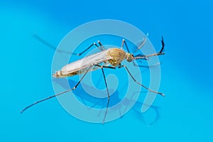 Yellow Fever, Malaria or Zika Virus Infected Mosquito Insect Macro on Water