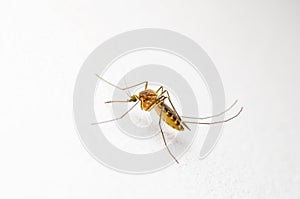 Yellow Fever, Malaria or Zika Virus Infected Mosquito Insect on White Wall