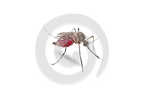Yellow fever mosquito Aedes aegypti