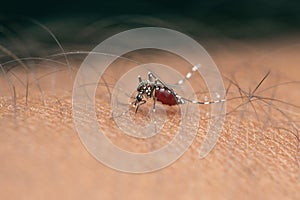 Yellow fever mosquito, Stegomyia albopicta, Satara,
