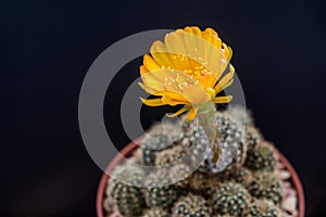 Yellow fFower of Lobivia Cactus