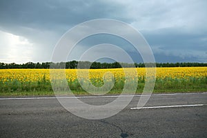 Yellow field