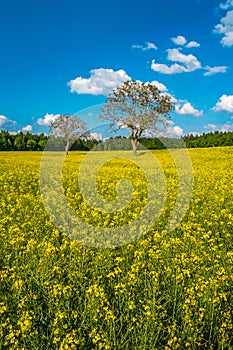 Yellow field