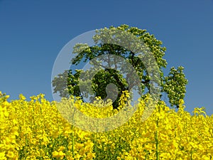 Yellow field