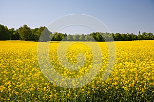 Yellow field