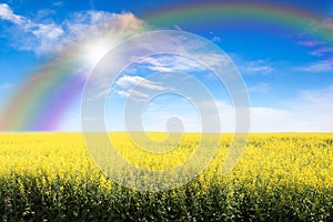 Yellow Field Against Rainbow Sky And Sun Burst