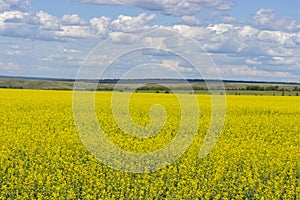 Yellow field of blooming canola, Brassica napus or Brassica campestris. Field of spring rapeseed blooming with small yellow