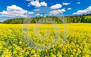 Yellow field of blooming rapeseed colza plant with egde of forest and idyllic cloudscape