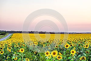 Yellow field of blooming sunflowers in the diffused light of the evening dusk