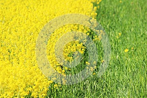 The yellow field of the blossoming Barbarea in early summer mixed with green grass