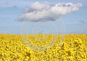 Yellow field with blue sky and clouds