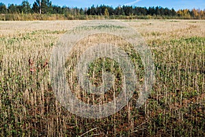 Yellow field and blue sky with louds