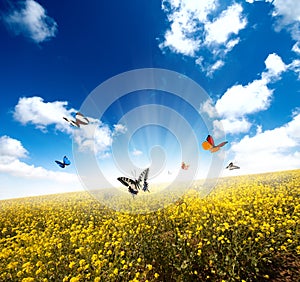 Yellow field with butterfly