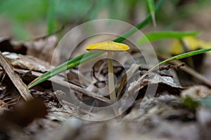 Yellow Field Cap Mushroom Bolbitius titubans sometimes called the Egg Yolk Fungus