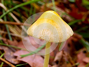 Yellow Field Cap Mushroom