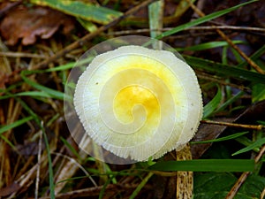 Yellow Field Cap Mushroom